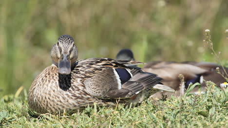 Weibliche-Stockente-Auf-Gras-Mit-Männchen-Im-Hintergrund,-Sonniger-Tag