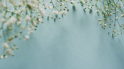 Video-of-multiple-white-flowers-and-copy-space-on-blue-background