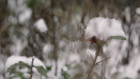 snow covered plant in winter