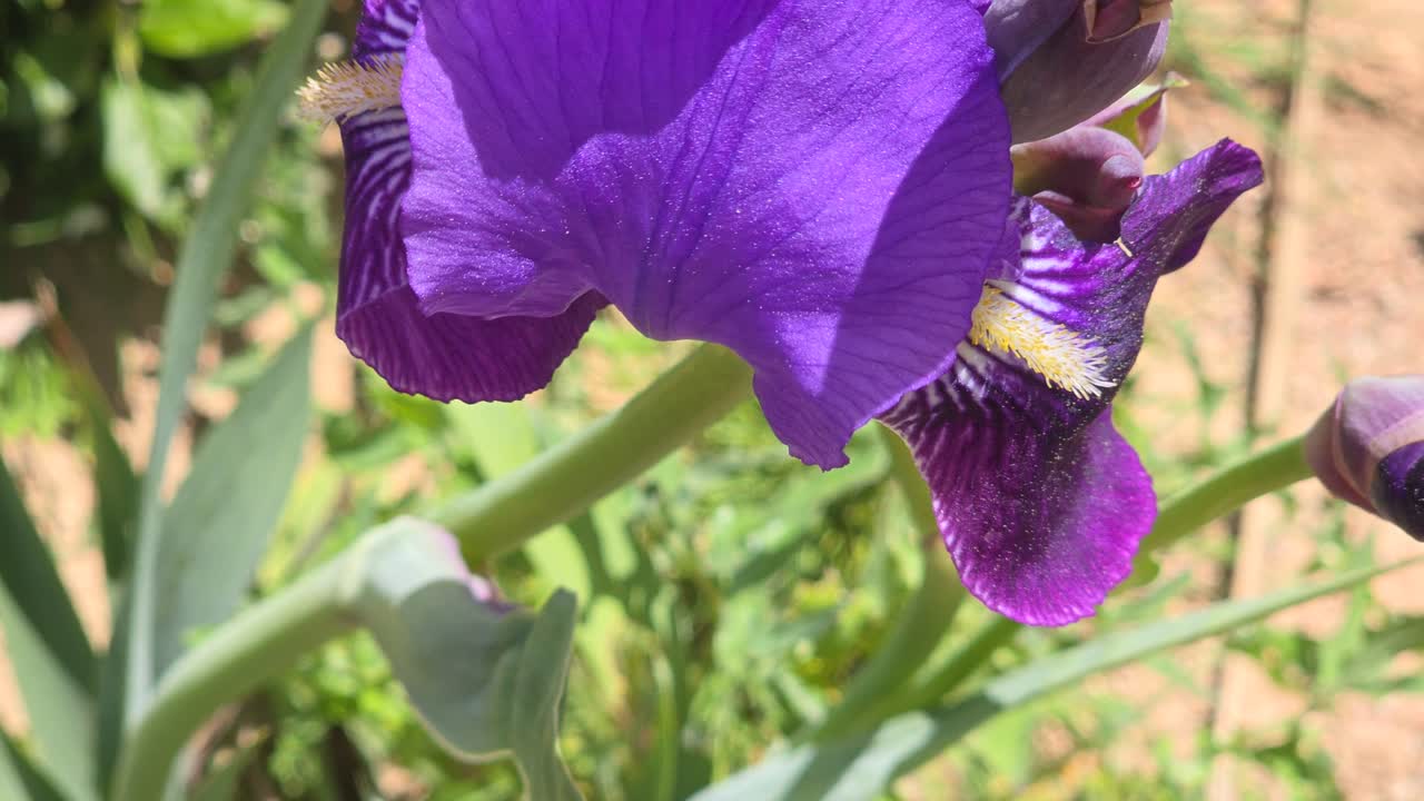 Watch a violet flower dance with the wind in an open field. Sunlight highlights its vibrant petals as it moves gracefully in nature’s gentle breeze.