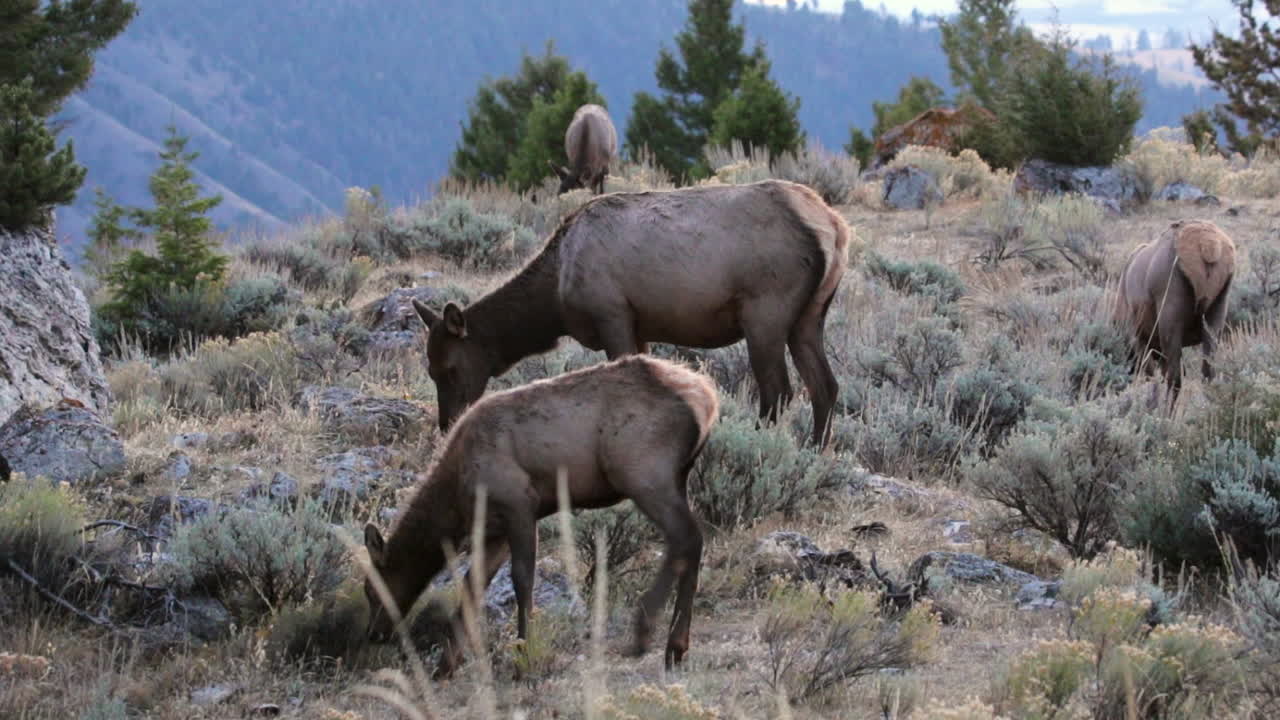 majestuosa vista escénica de la manada de alces de vaca de pie y comiendo juntos en el campo de hierba, parque nacional de yellowstone, américa, cerca estático
