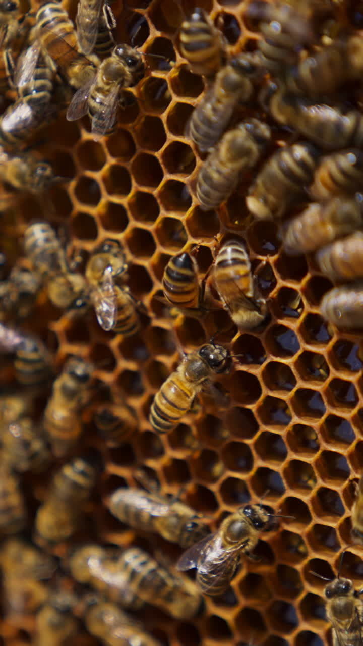 Honeycomb covered with a brood of bees. Tiny wax cells full of fresh honey close up. Green grass in blur at the backdrop. Vertical video