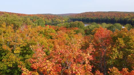 versatile forest nature scene of amazing fall colors, drone passing over treetops
