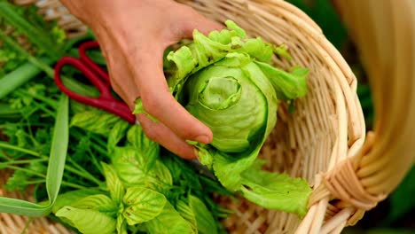 Primer-Plano-De-Un-Granjero-Poniendo-Verduras-Verdes-Frescas-En-Una-Canasta-De-Madera