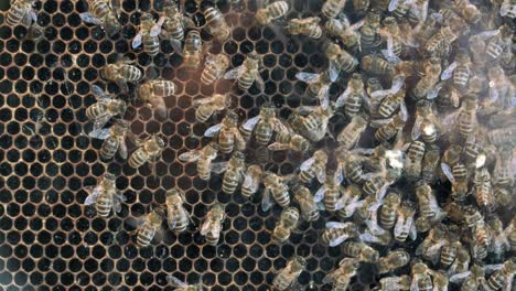 busy honey bees in a beehive working