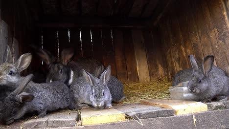 domestic rabbits in a cage. bunny sniffing. domestic farming.