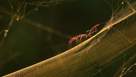 Una-Araña-Tejedora-De-Orbes-De-Seda-Dorada-Se-Sienta-Y-Espera-A-Su-Presa-En-Su-Web