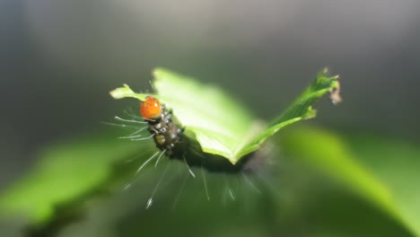 Caterpillars-biting-leaf-shoots,-plant-pests,-caterpillar-macro-footage