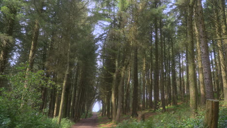 tall pine trees forming tree tunnel with slow pan