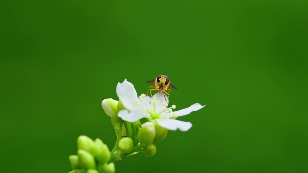 Video: Yellow hoverfly nectaring on Venus flytrap's white flowers, pollen-covered, isolated with ample copy space