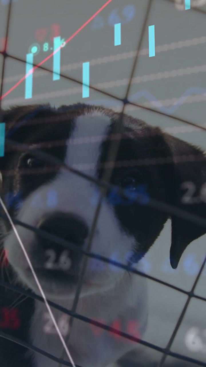 Vertical video: Chart overlay starting, bars moving while puppy behind grid tilting, showing market