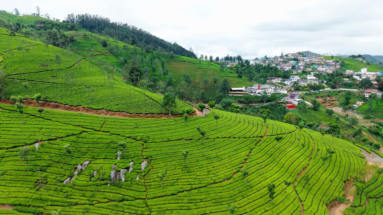 Vibrant aerial view of lush tea plantations near Ooty, Nilgiris, with perfectly lined slopes, winding paths, and scenic highlands, revealing a charming hillside village in the distance