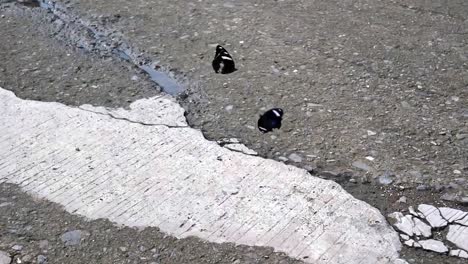 Video-De-Un-Octavo-De-Velocidad-De-Dos-Mariposas-Cola-De-Golondrina-Negras-Comunes-Que-Se-Pelean-En-La-Calle,-Lanzándose-La-Una-A-La-Otra-Mientras-Vuelan-Rápidamente