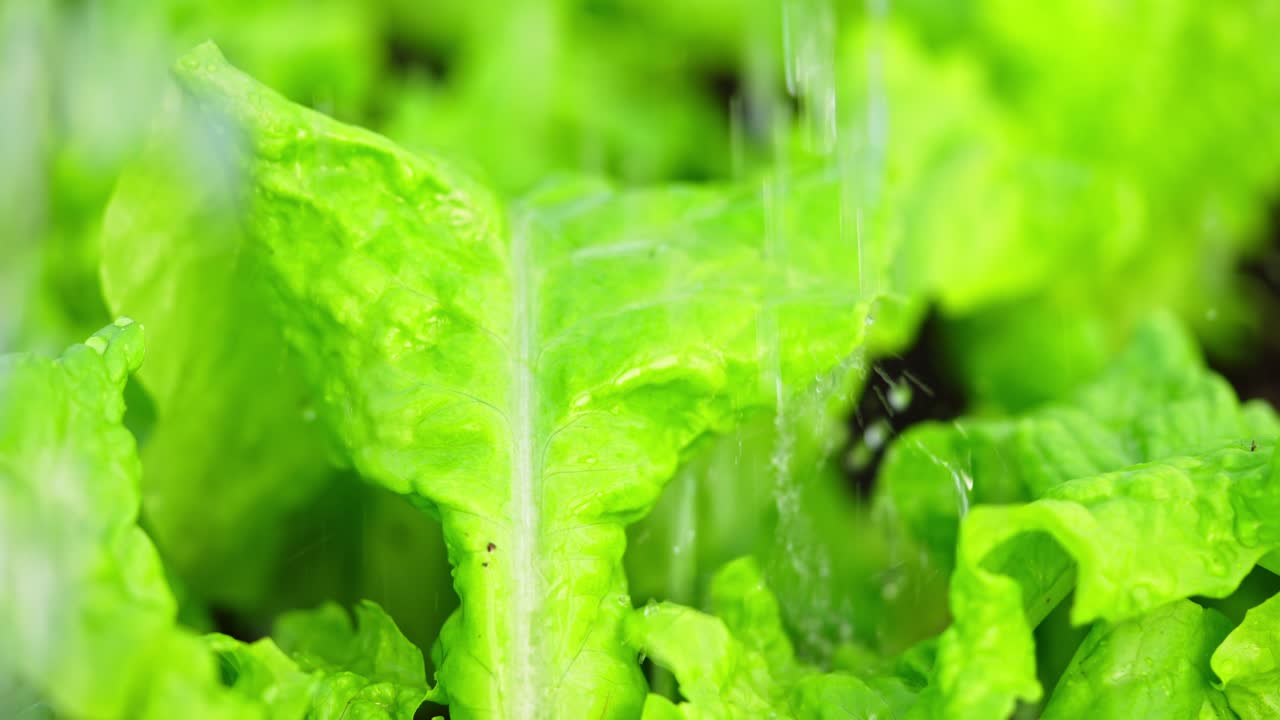 Closeup of fresh salad greens being watered in a home garden with lush green leaves