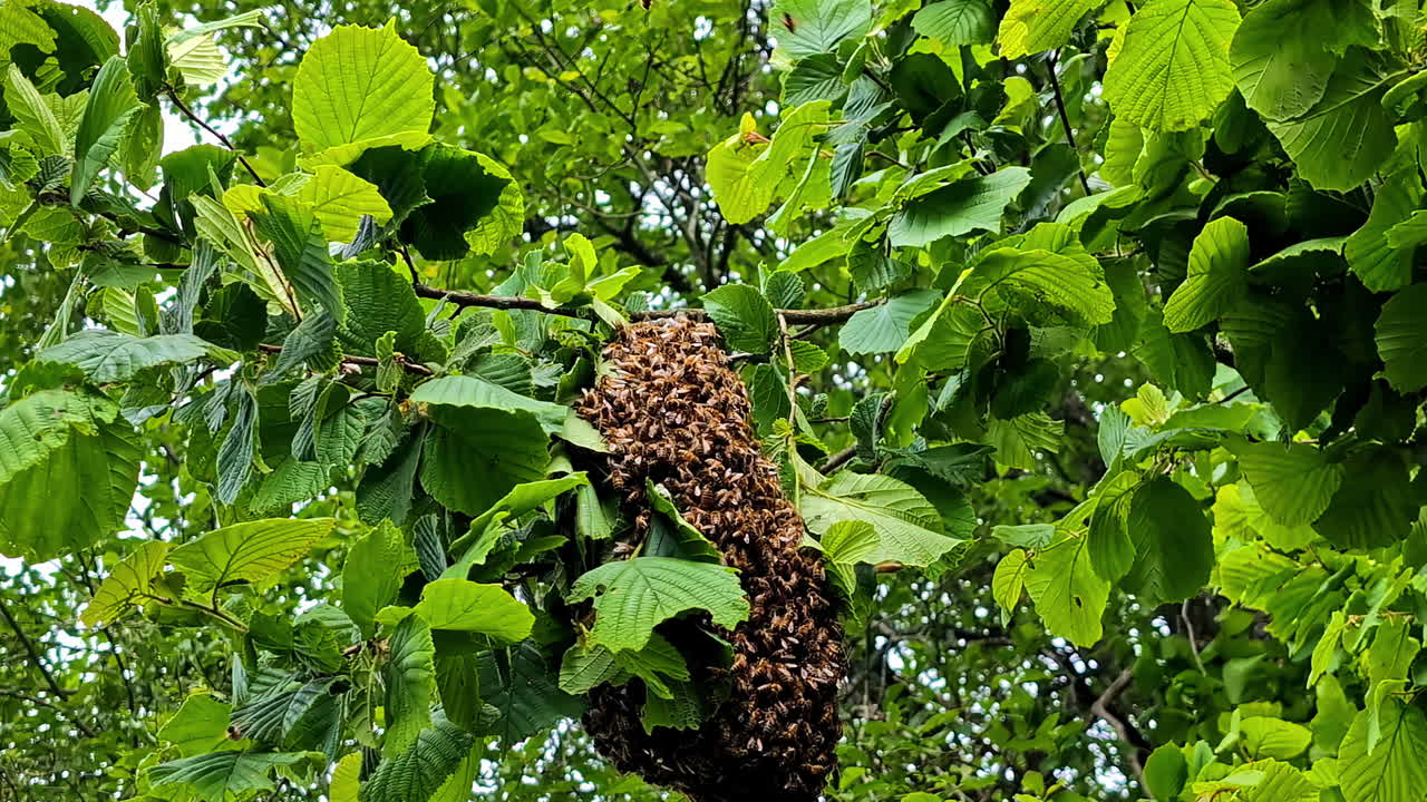 A swarm of bees hanging from the branches of a tree