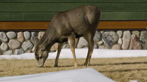 Young-Deer-Grazing-In-The-Grass---wide-shot