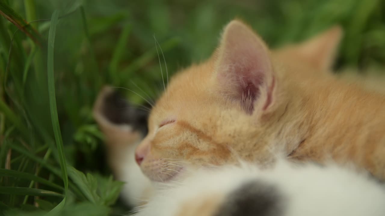 Close up of ginger kitten head, softly twitching ear and blinking in sleep
