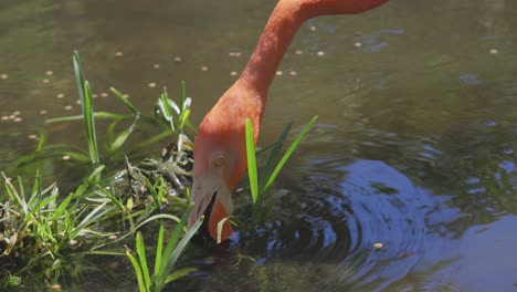 flamingo sifting water eating in pond