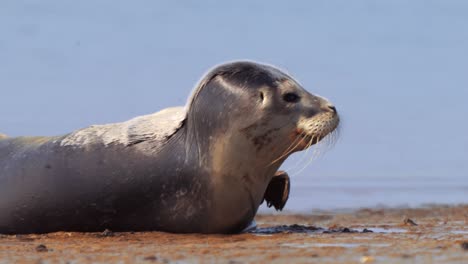 Las-Focas-Se-Acuestan-Y-Toman-El-Sol-En-Tierras-Sin-Agua