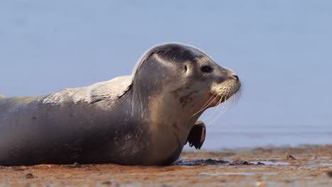 las focas se acuestan y toman el sol en tierras sin agua