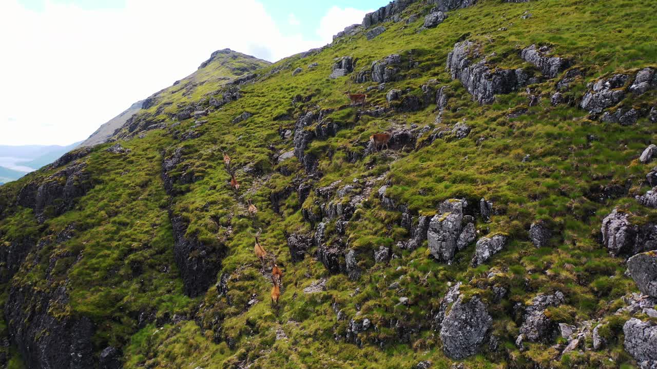 vida silvestre escocesa vista aérea