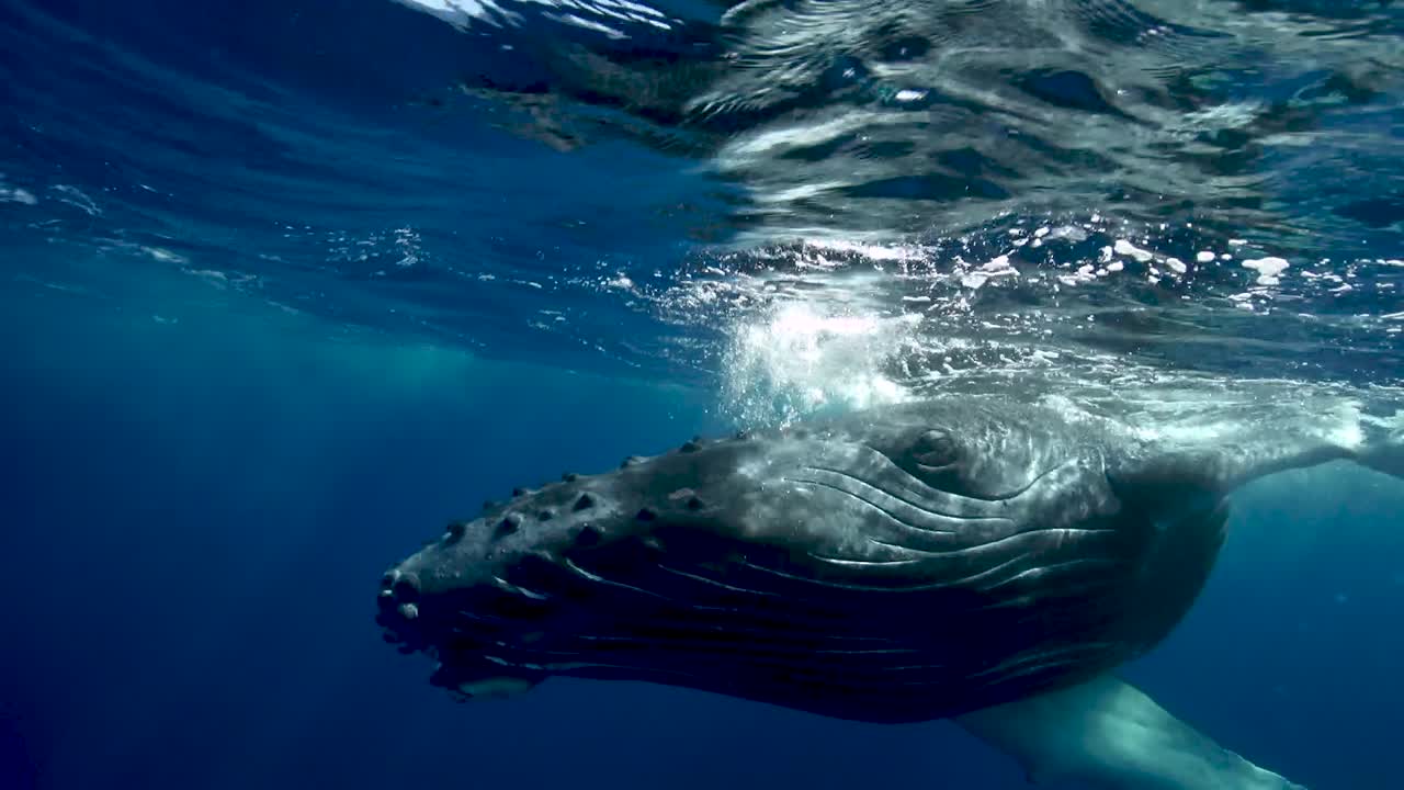 Young humpback whale getting very close in clear water around the island of Tahiti, south Pacific, French Polynesia. Shot above and below surface. Splashing water. Slow motion shot.