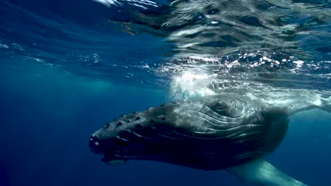young humpback whale getting very close in clear water around the island of tahiti, south pacific, french polynesia. shot above and below surface. splashing water. slow motion shot.