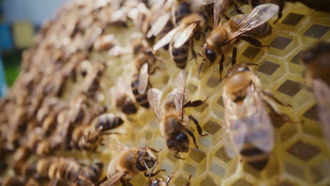 close-up of working bees on a honeycomb in the hive.