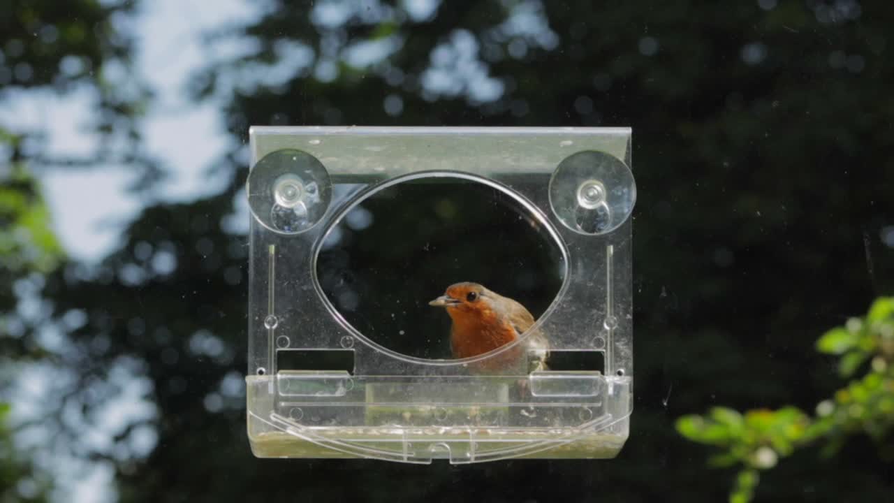 Slow Motion Robin flying to bird feeder, eating seed then flying away. Day time Sunny UK Hertfordshire Borehamwood