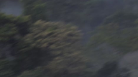 A-large-bat-flies-in-the-foreground-of-a-tropical-rainforest-at-dusk,-following-shot