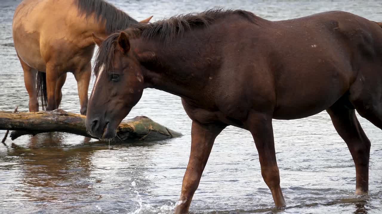 un caballo salvaje camina entre su manada mientras come en un río que fluye
