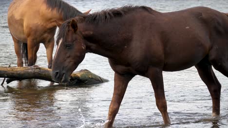 a wild horse walks through its herd while eating in a flowing river