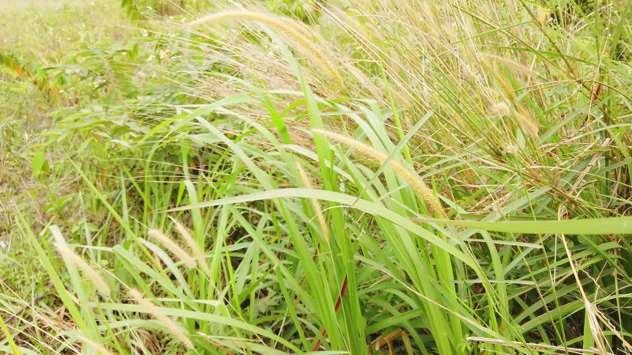4k 風吹過的雜草 大自然
