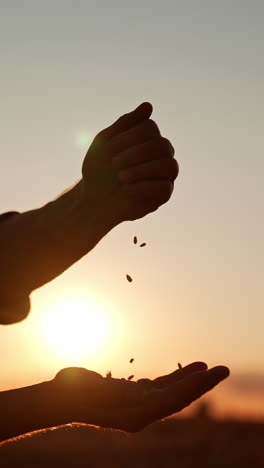 Planting Seeds at Sunset