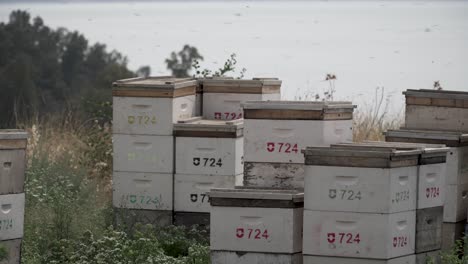 beehives in the golan heights israel lake kinneret