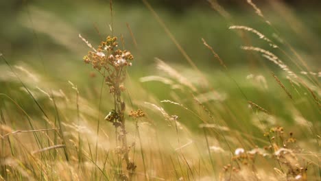 a cluster of flowers among tall grass gently swaying in the wind on a sunny day