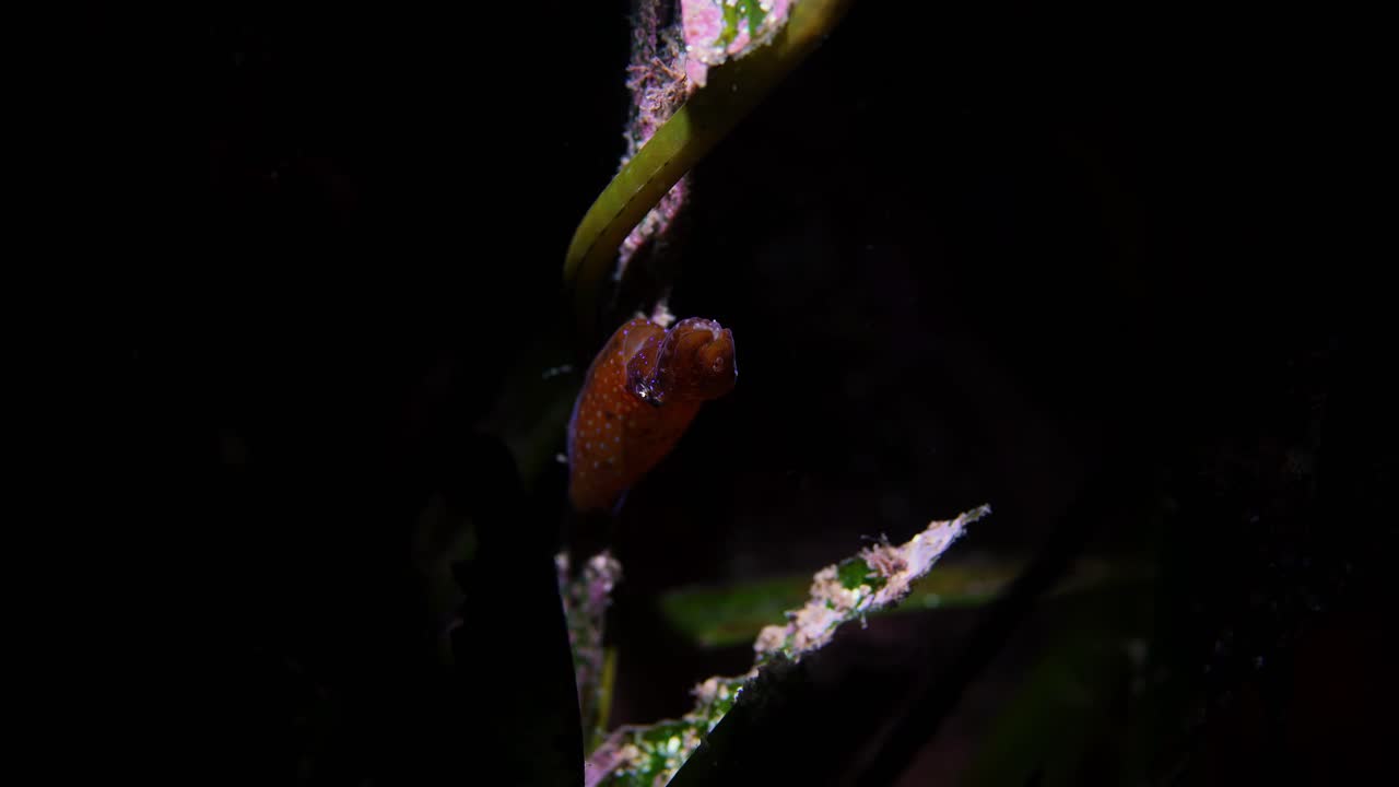 Southern Pygmy Squid Idiosepius notoides 4k 25fps