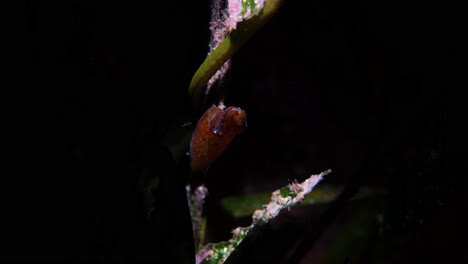 southern pygmy squid idiosepius notoides 4k 25fps
