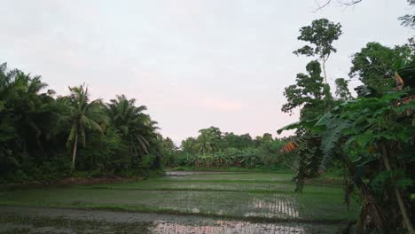 Rice-field-plantation-among-green-tropic-forest,-bright-day-in-Philippines