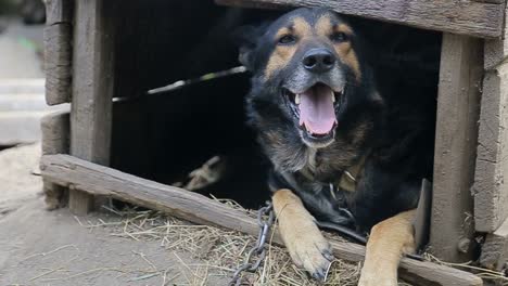 Dog in a Wooden Kennel