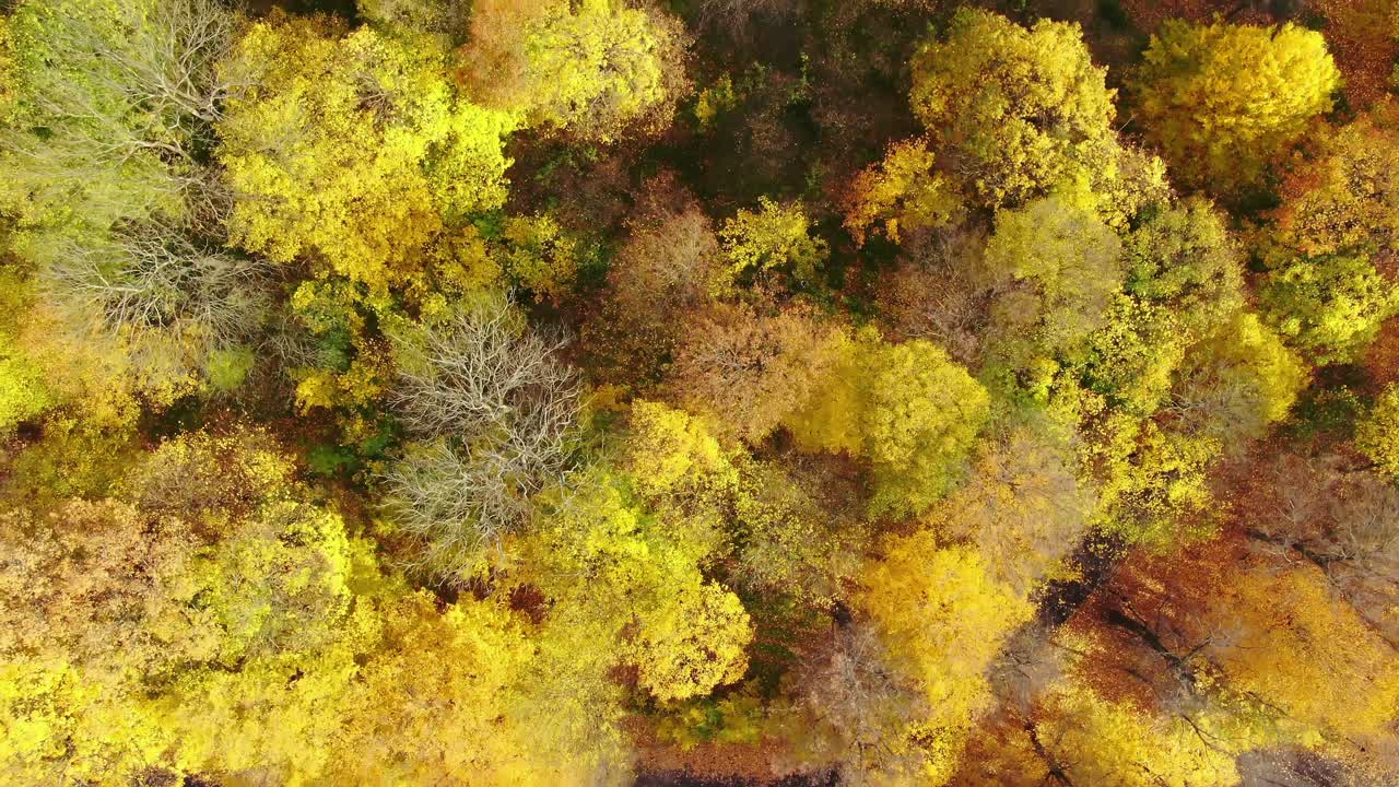 나무 꼭대기  ⁇ 에 숨어 있는 도로와 함께 놀라운 가을 그림자에 대한 공중 숲