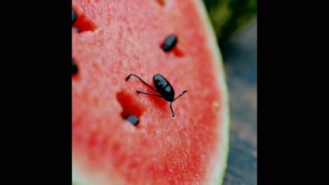 beetle on watermelon slice