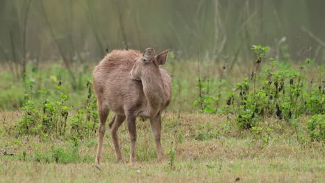 印度大鹿 (hyalophus porcinus) 野生動物