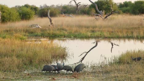 un grupo de gallinas de guinea reunidas al borde del agua para beber, khwai, botswana