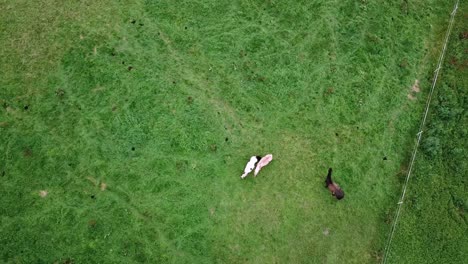 green field with horses running, moving bird's eye top down view 4k drone