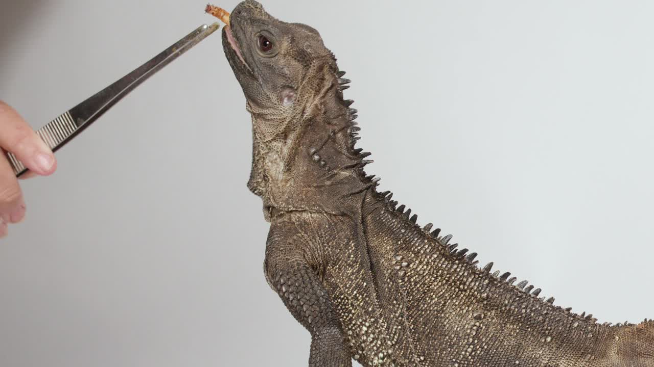 Una iguana rossa si allunga per mangiare un verme della farina da una pinzetta su sfondo bianco