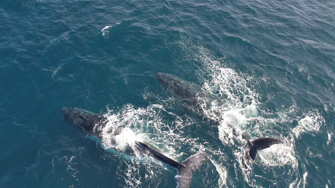 두 마리  ⁇ 어리 고래 가 수영 하고 수면 에 지느러미 를 치고 있는 공중 사진