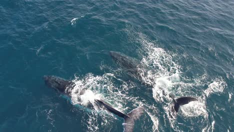 vista aérea de dos ballenas jorobadas nadando y golpeando su aleta en la superficie