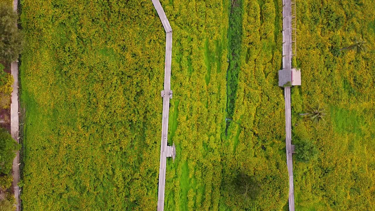 나무 보드워크가 있는 무성한 녹색 들판 바로 위의 공중