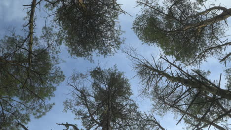 Copas-De-Pinos-Moviéndose-En-El-Viento